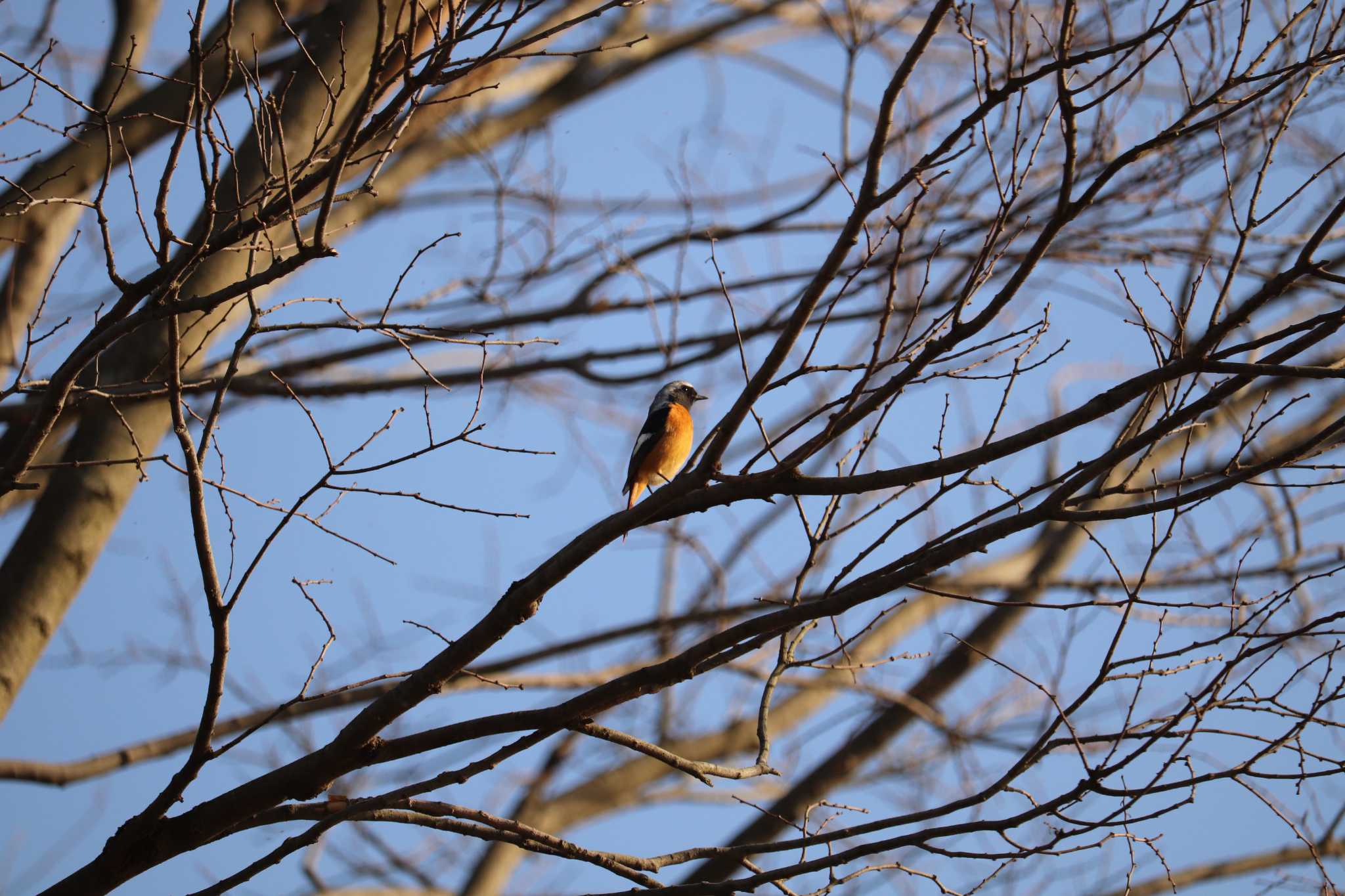 Photo of Daurian Redstart at 芝川第一調節池(芝川貯水池) by ジンジャー