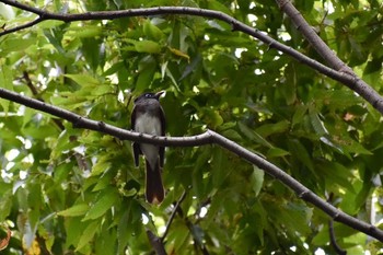 Black Paradise Flycatcher Unknown Spots Wed, 9/20/2017