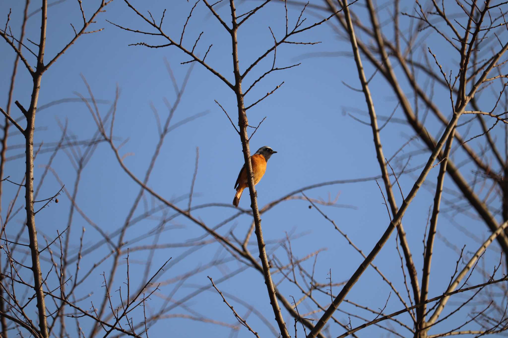 Photo of Daurian Redstart at 芝川第一調節池(芝川貯水池) by ジンジャー