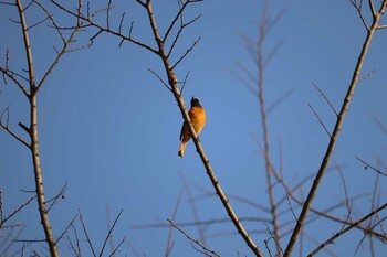 Daurian Redstart 芝川第一調節池(芝川貯水池) Thu, 3/11/2021