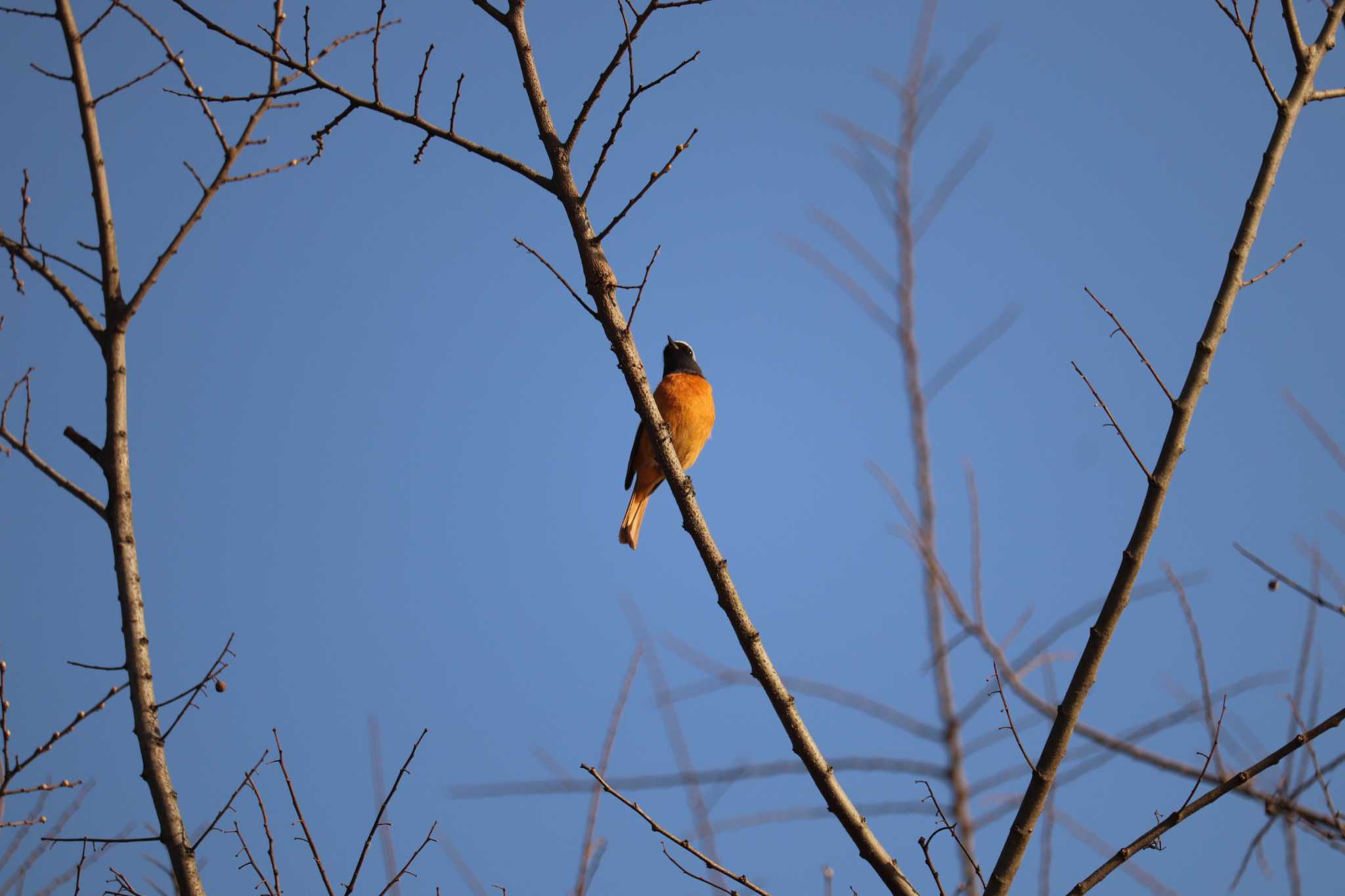 Photo of Daurian Redstart at 芝川第一調節池(芝川貯水池) by ジンジャー