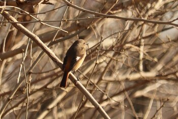 Daurian Redstart 芝川第一調節池(芝川貯水池) Thu, 3/11/2021