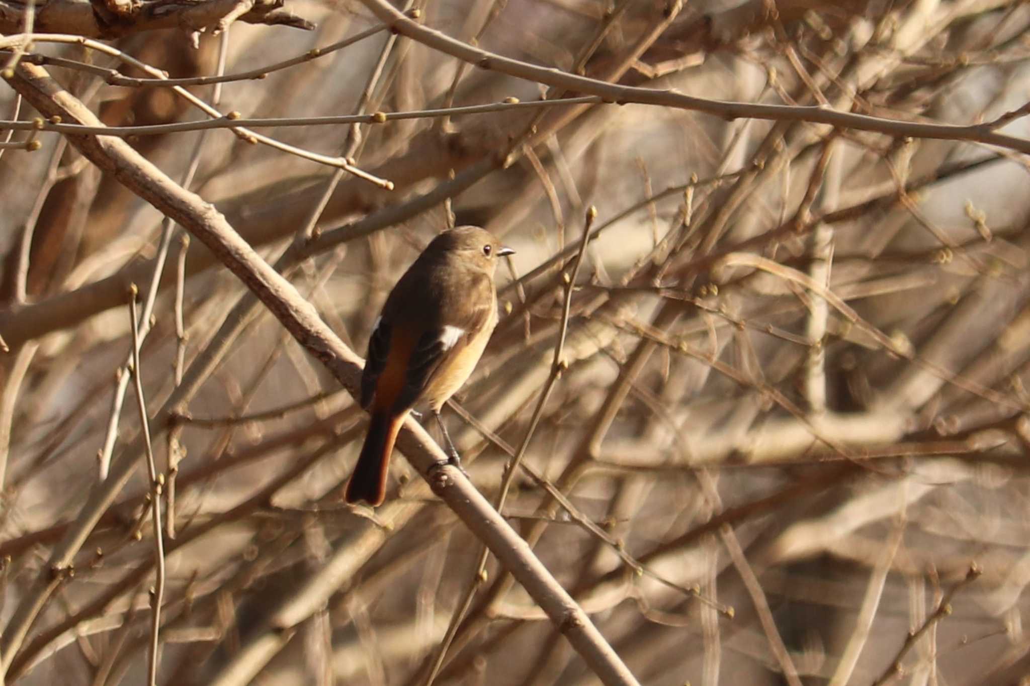 Daurian Redstart