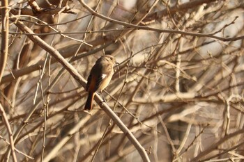 Daurian Redstart 芝川第一調節池(芝川貯水池) Thu, 3/11/2021