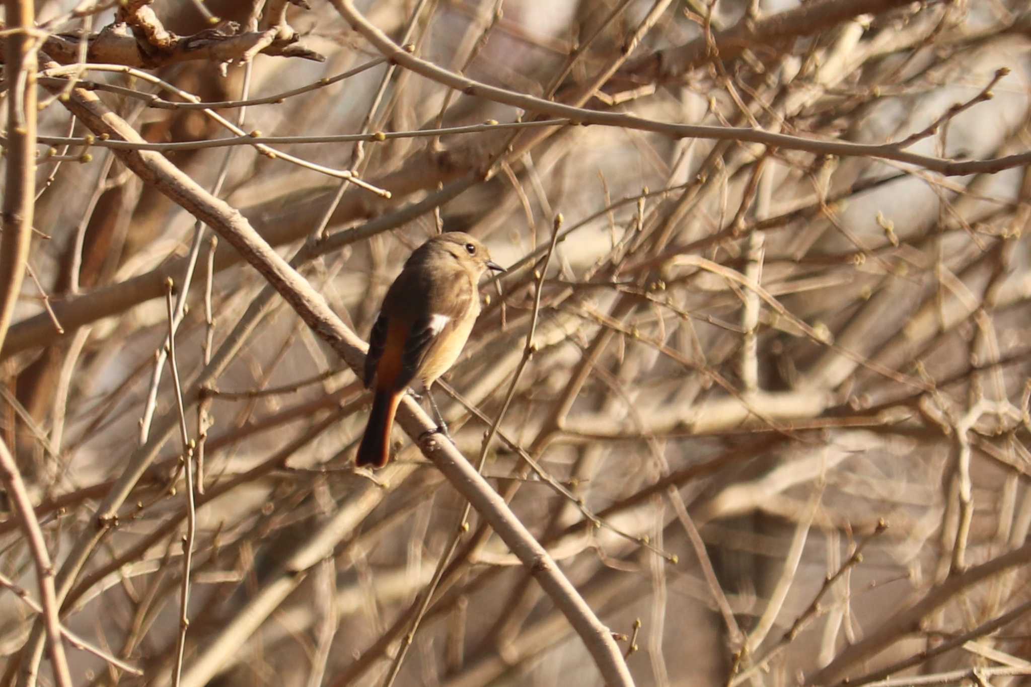 Daurian Redstart