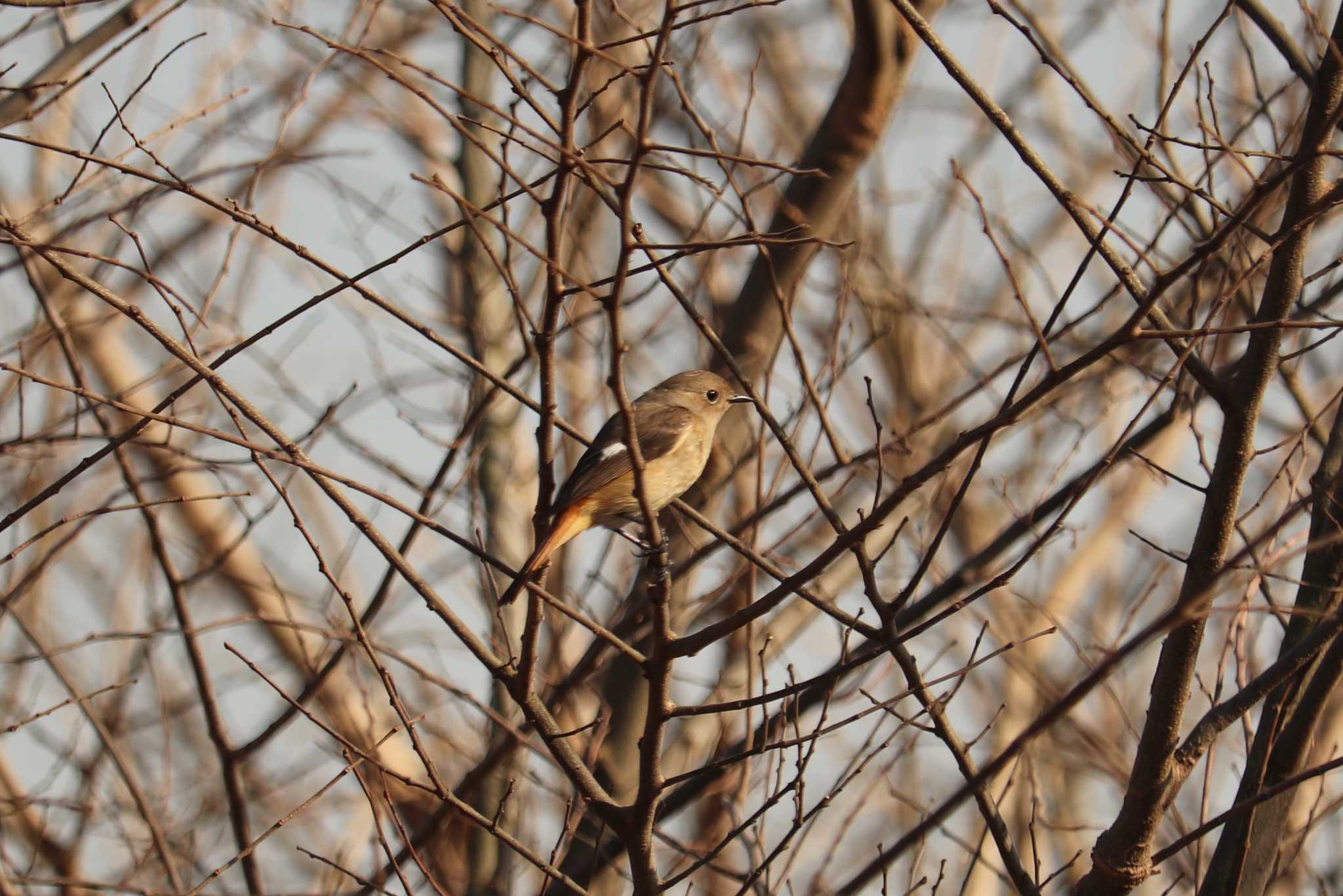 Daurian Redstart