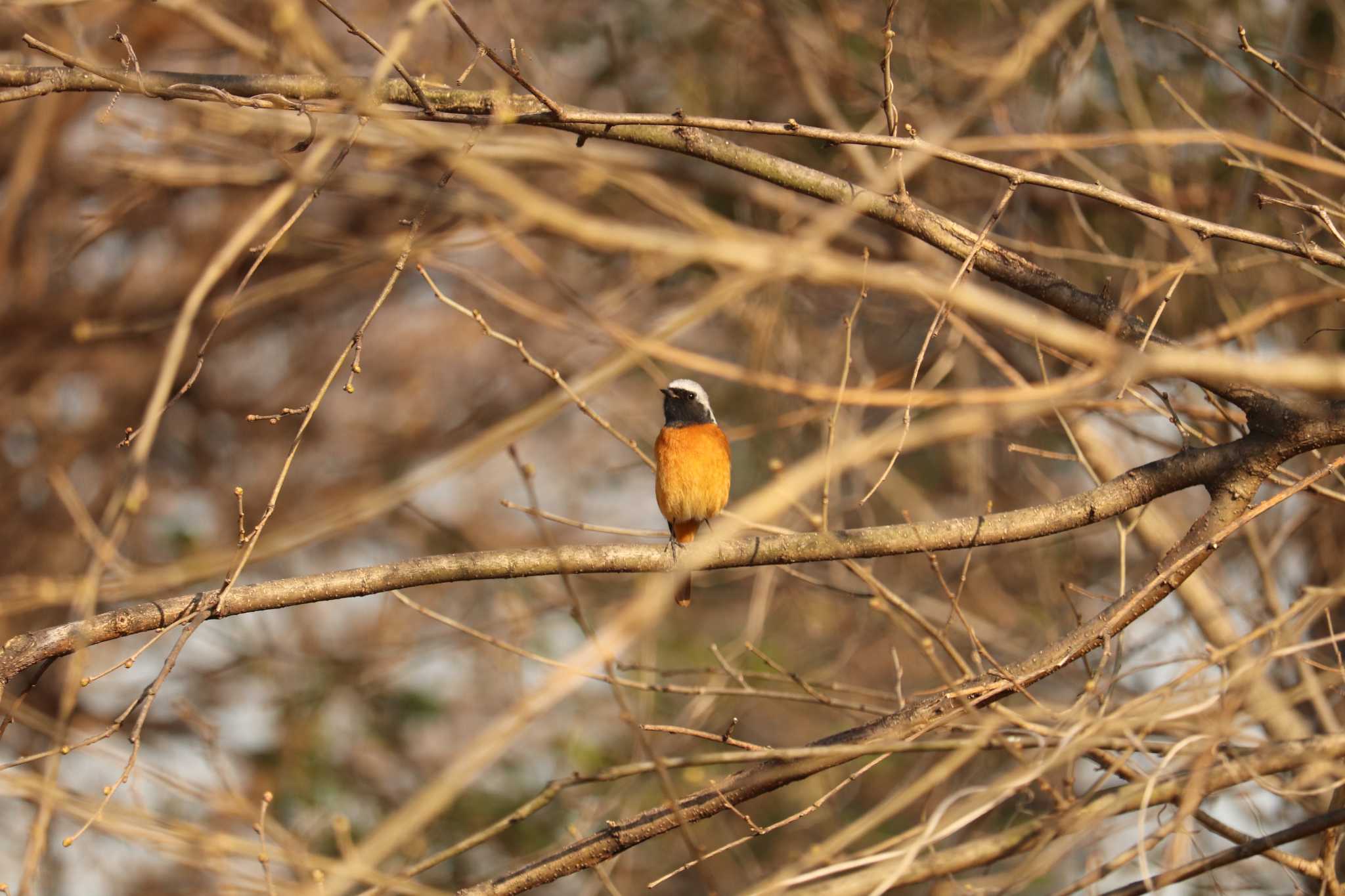 Daurian Redstart