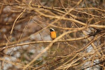 Daurian Redstart 芝川第一調節池(芝川貯水池) Thu, 3/11/2021