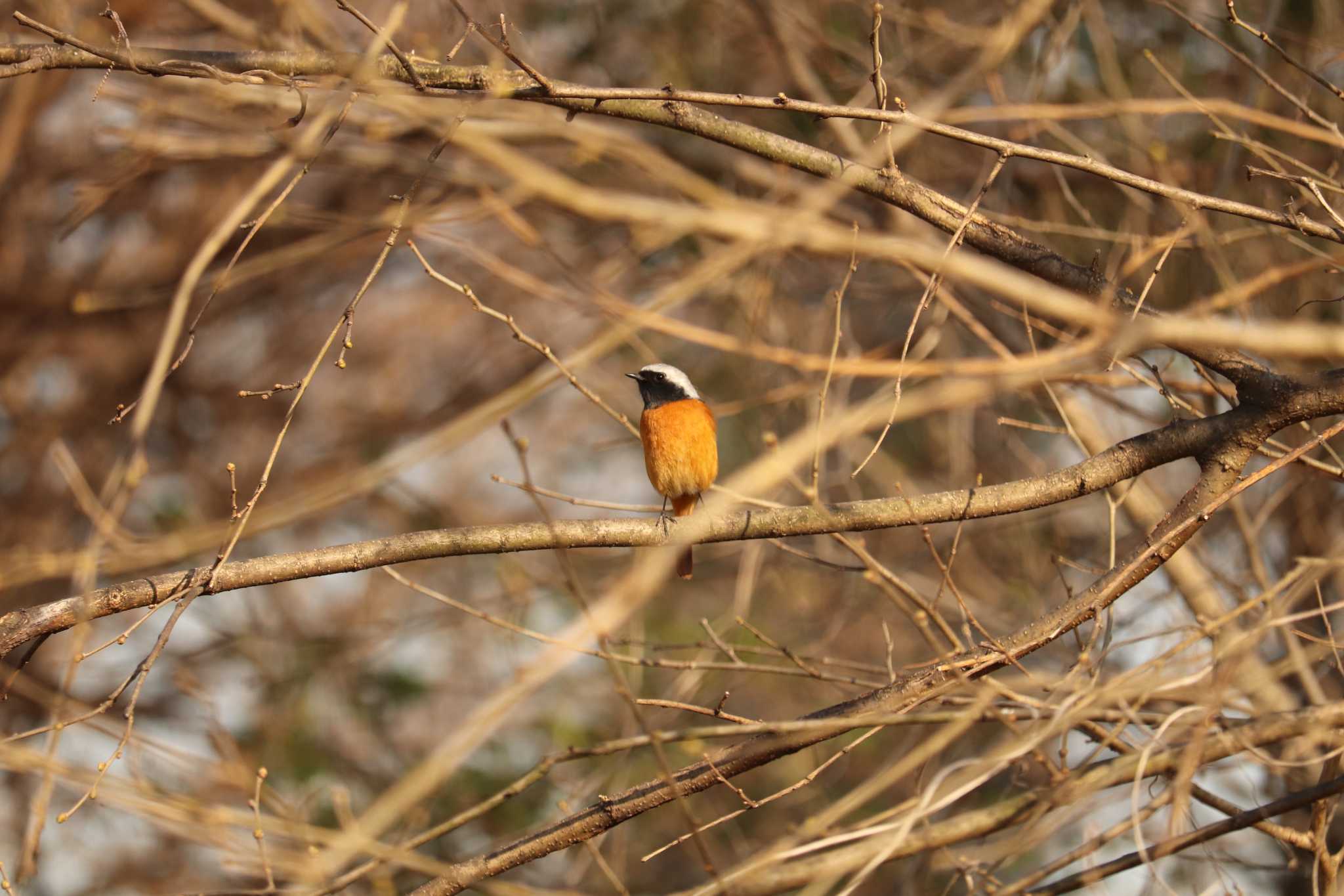 Daurian Redstart