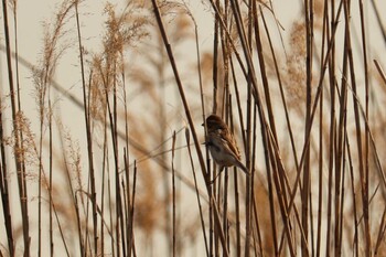 Rustic Bunting 芝川第一調節池(芝川貯水池) Thu, 3/11/2021