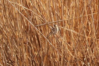 Rustic Bunting 芝川第一調節池(芝川貯水池) Thu, 3/11/2021