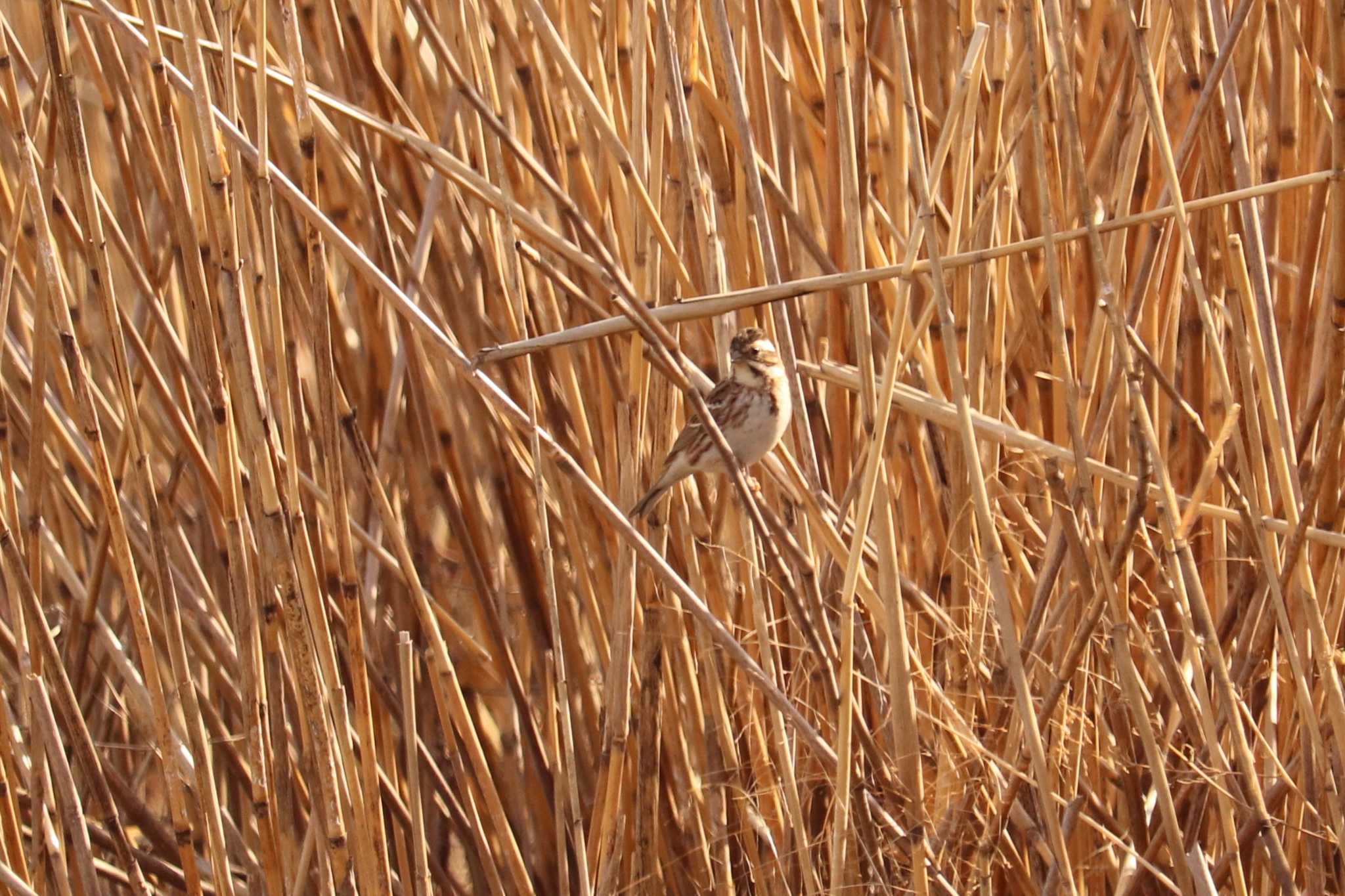 Rustic Bunting