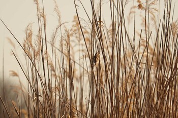 Rustic Bunting 芝川第一調節池(芝川貯水池) Thu, 3/11/2021