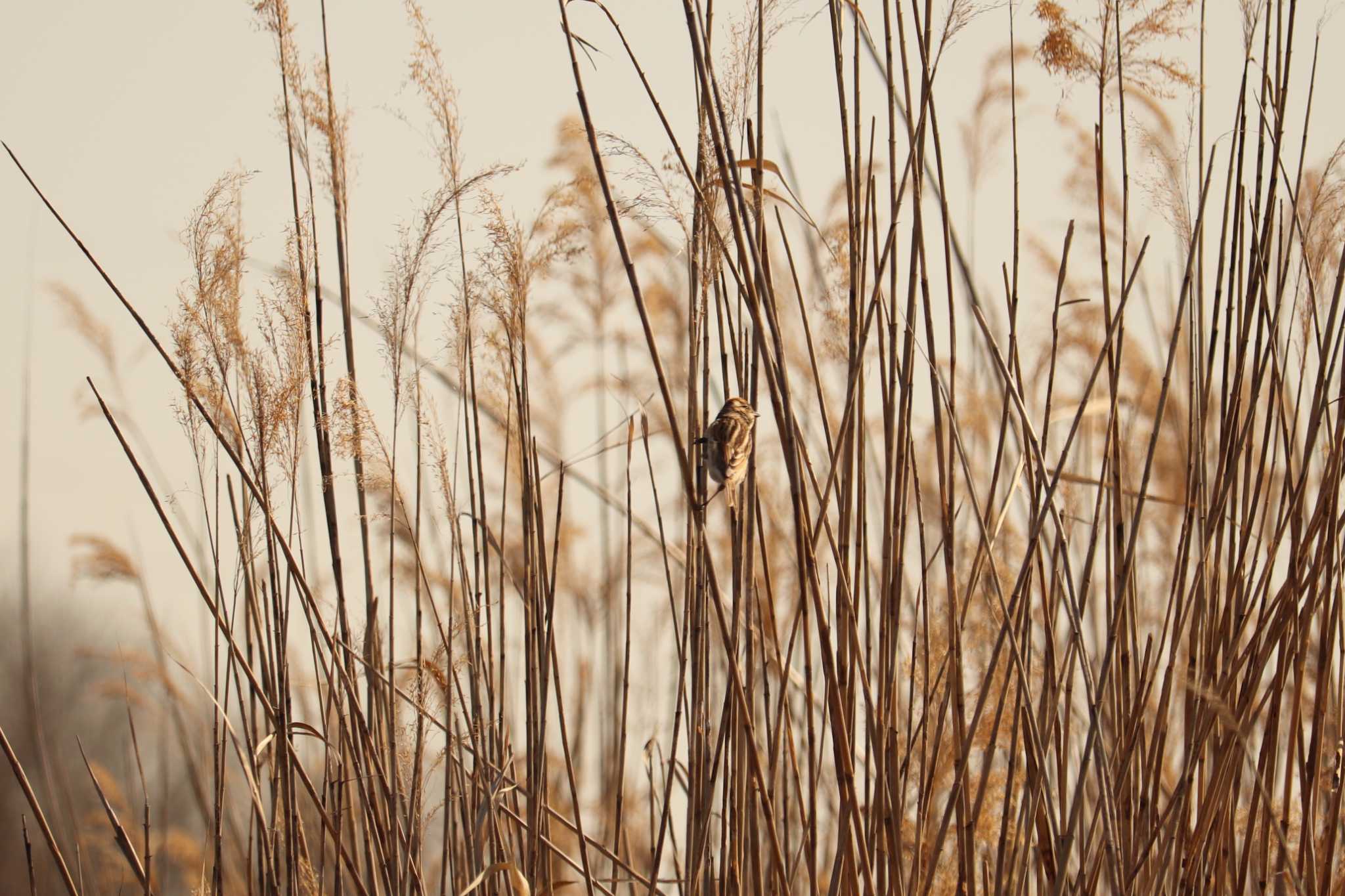 Rustic Bunting