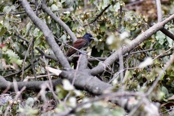 Black Paradise Flycatcher Unknown Spots Wed, 9/20/2017