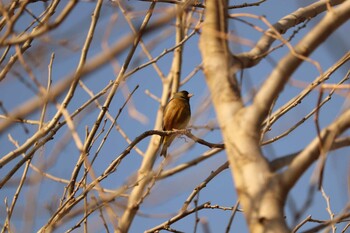 Grey-capped Greenfinch 芝川第一調節池(芝川貯水池) Thu, 3/11/2021