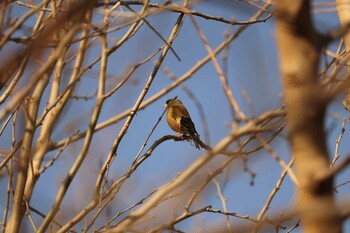 Grey-capped Greenfinch 芝川第一調節池(芝川貯水池) Thu, 3/11/2021