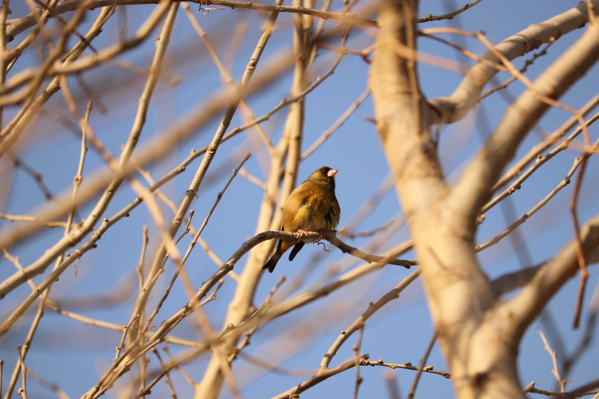 Grey-capped Greenfinch