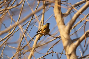 Grey-capped Greenfinch 芝川第一調節池(芝川貯水池) Thu, 3/11/2021