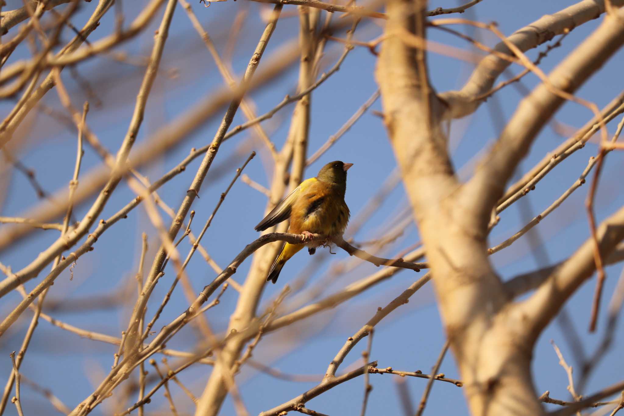 Grey-capped Greenfinch