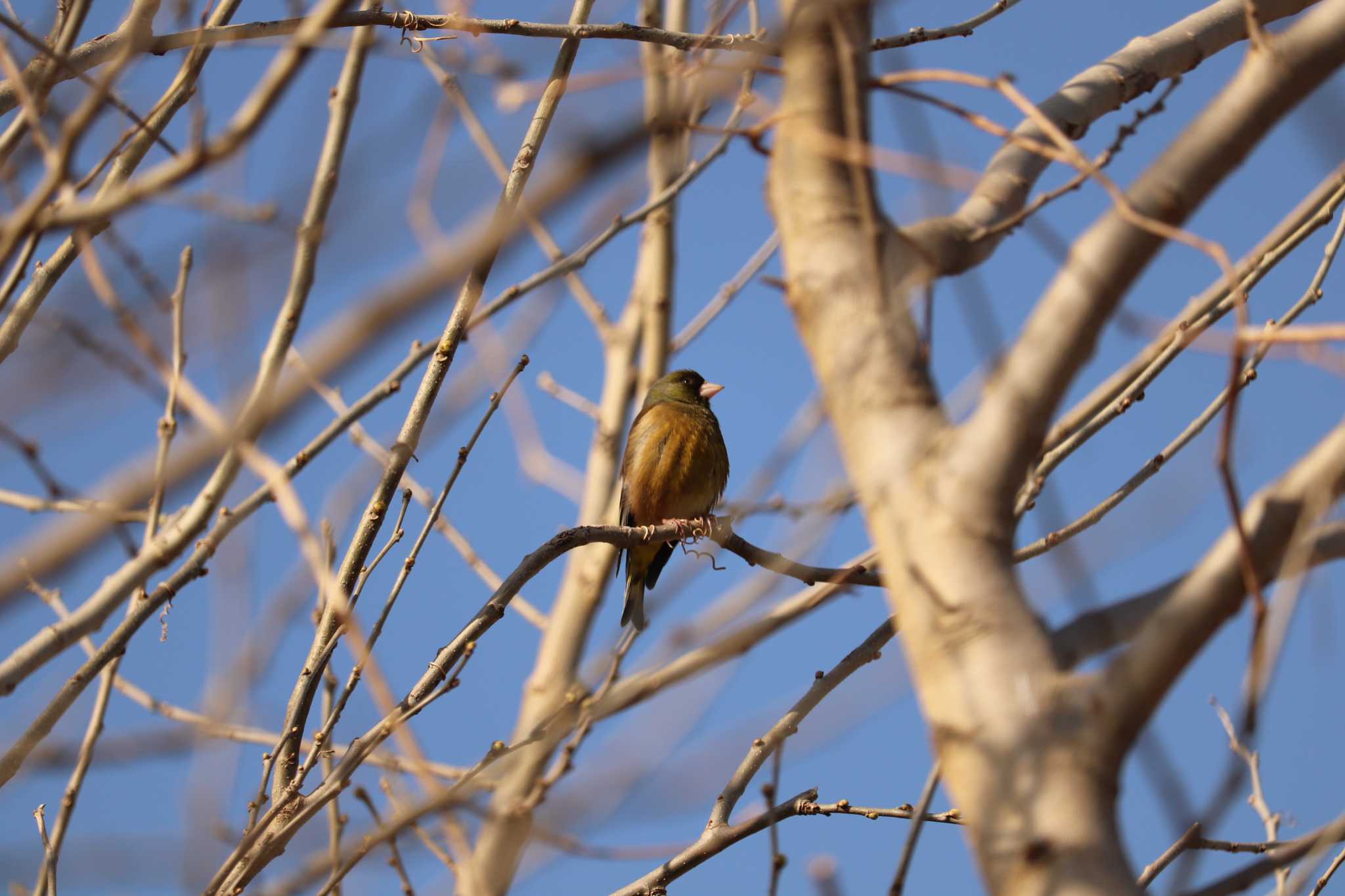 Photo of Grey-capped Greenfinch at 芝川第一調節池(芝川貯水池) by ジンジャー