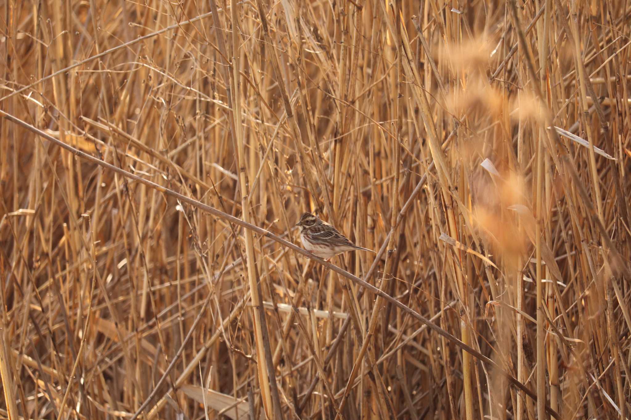 Rustic Bunting