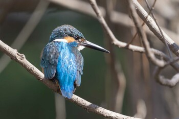 2022年2月22日(火) 矢橋帰帆島 (滋賀県草津市)の野鳥観察記録