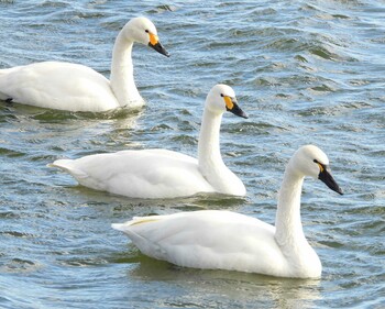 Tundra Swan(columbianus) Unknown Spots Wed, 2/2/2022