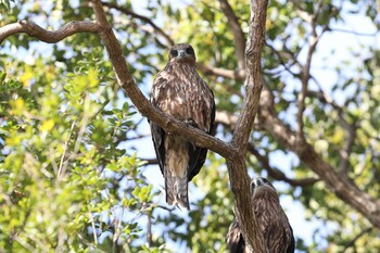 Black Kite Akashi Park Fri, 12/31/2021