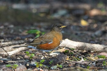 アカハラ 昭和記念公園 2022年2月21日(月)