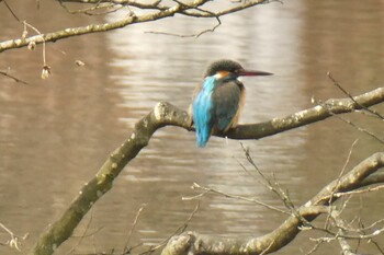 カワセミ 井頭公園 2022年2月5日(土)