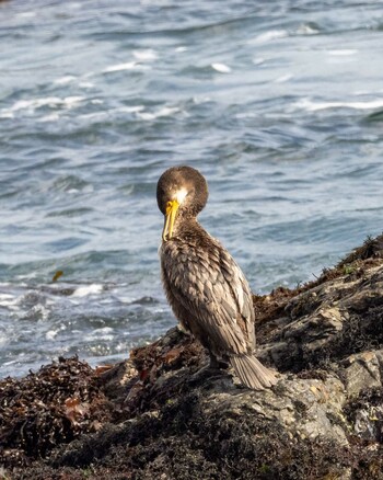 Japanese Cormorant 平磯海岸 Tue, 2/22/2022