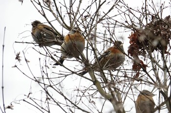 2022年2月23日(水) 東平尾公園・博多の森ベスト電器スタジアム周辺の野鳥観察記録