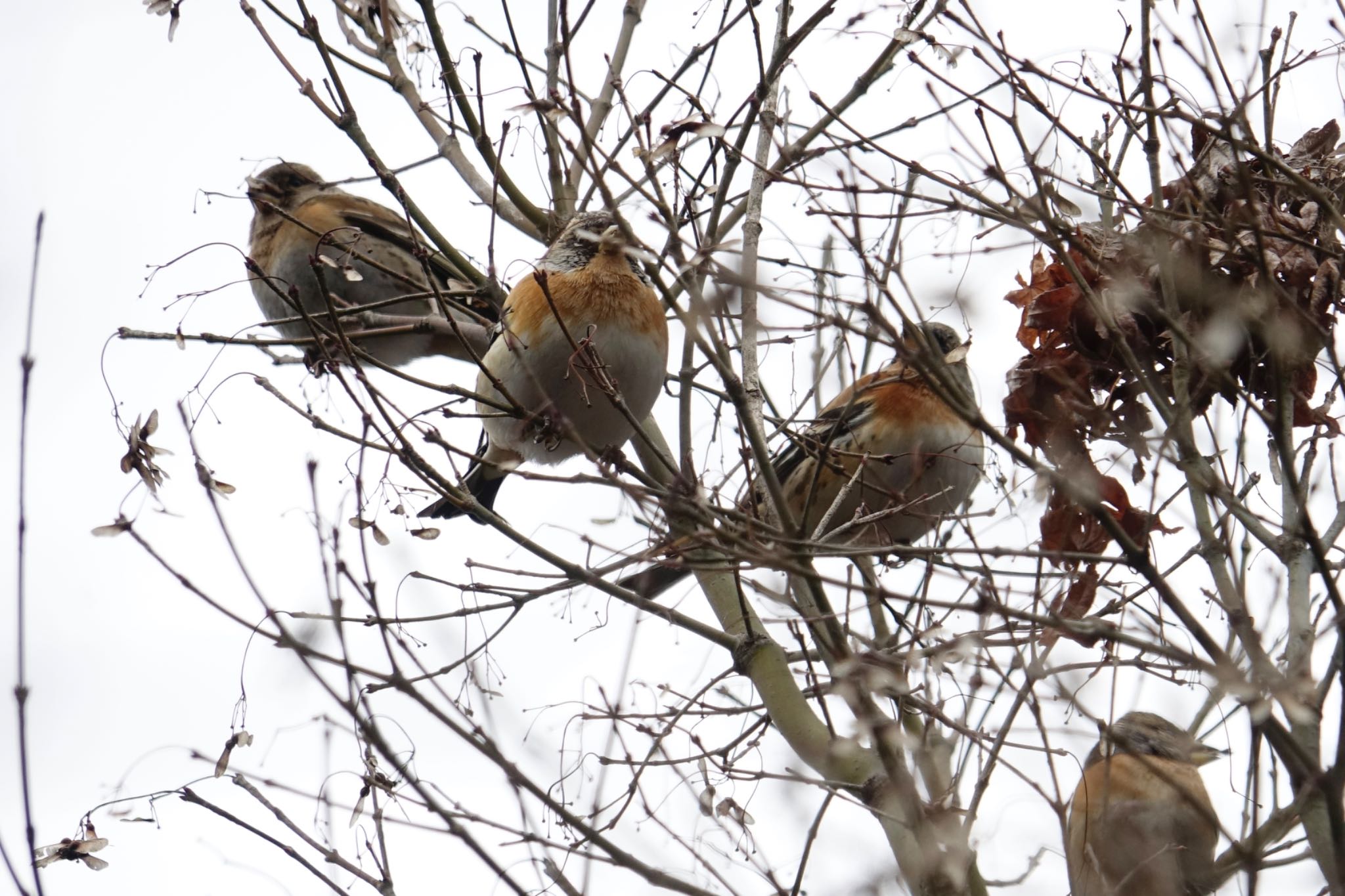 Photo of Brambling at 東平尾公園・博多の森ベスト電器スタジアム周辺 by O S