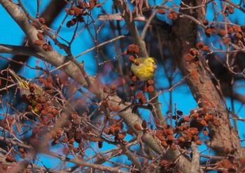 マヒワ 長野県 2022年2月23日(水)