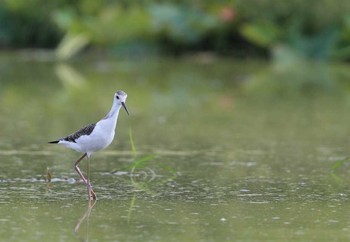 Black-winged Stilt Unknown Spots Tue, 9/19/2017