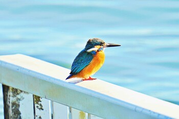 カワセミ 荒川・砂町水辺公園(東京都江東区) 2022年2月23日(水)