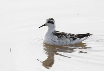 Red-necked Phalarope Unknown Spots Tue, 9/19/2017