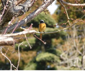 ジョウビタキ 大野山麓 2019年2月11日(月)