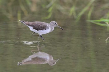 Green Sandpiper