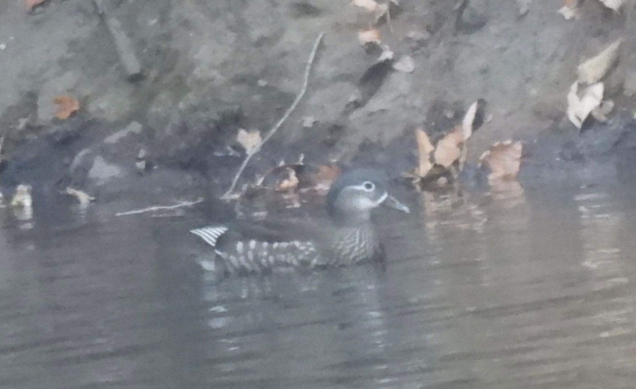 Photo of Mandarin Duck at 妙義湖 by 日本野鳥撮影の旅