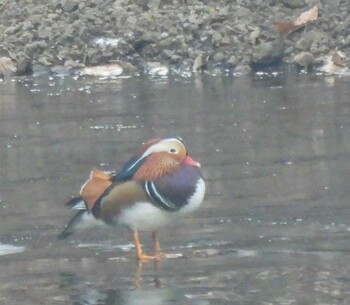 Mandarin Duck 妙義湖 Sun, 1/23/2022