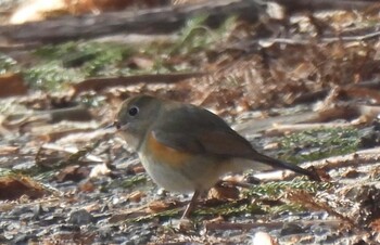 Red-flanked Bluetail 妙義湖 Sun, 1/23/2022