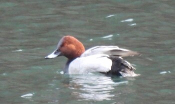 Common Pochard 妙義湖 Sun, 1/23/2022