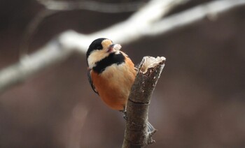 2022年1月23日(日) 妙義湖の野鳥観察記録