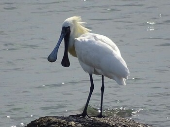 2017年4月29日(土) 三重県松阪市の野鳥観察記録