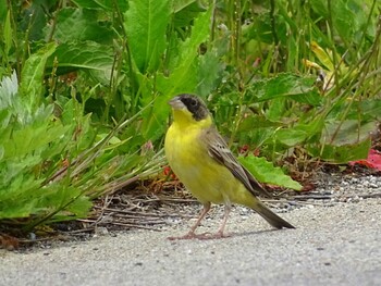 2017年5月3日(水) 舳倉島の野鳥観察記録