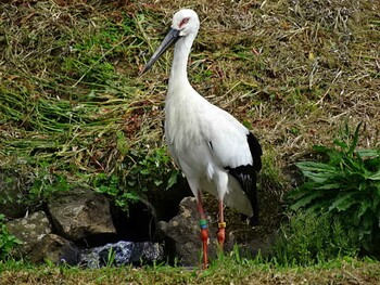 コウノトリ 豊岡市 2017年5月4日(木)