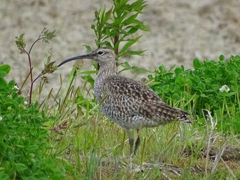 チュウシャクシギ 愛知県愛西市立田町 2017年5月7日(日)