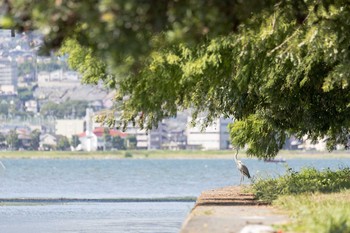 2017年9月8日(金) 矢橋帰帆島 (滋賀県草津市)の野鳥観察記録